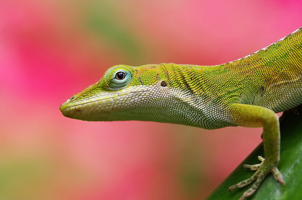 selective focus photography of green lizard HD wallpaper